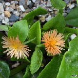 APTENIA (Mesembryanthemaceae)